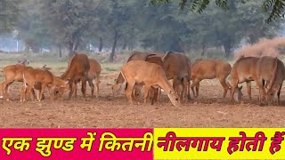 what is the numbers of Nilgai in the herd