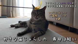 #53　大好きな猫じゃらし　いただいたら　初日にこうなりました　カシャカシャじゃれるお花　ペッツルート　4K　コタちゃんねるwithゆあ　イケメン元保護猫との共同生活