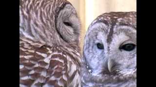 DC \u0026 Shakespeare ~ Two Barred Owls