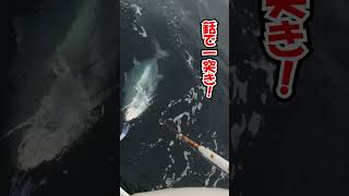 #018  2022年臨場感あふれる大間のマグロ釣り！大間漁師の訛りを添えて。 #shorts  #釣り #fishing  #海釣り #fish #ショート　 #漁師 #大間のマグロ  #マグロ