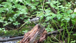 河口湖フィールドセンターのヒガラ（幼鳥）の水浴び　その１１（4K60P動画）