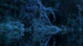Swamp Sounds | Nighttime Ambience | 10 Hours | Nature Sleep Sounds