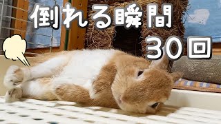 【うさぎが倒れる瞬間３０回】うさぎが突然ゴロンと倒れる姿がとてもかわいいので見て下さい！