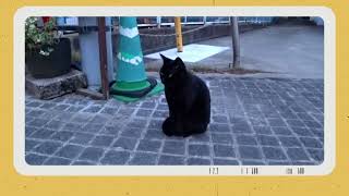 😽無視する黒猫【尾道市立美術館】