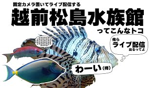 おでかけライブ配信／「越前松島水族館」はこんなトコ