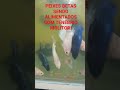 Peixes betas sendo alimentados com tenébrio molitor #vlog #natureza #insetos#peixes#tenebrio #shorts