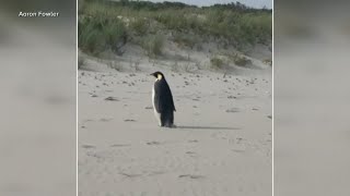 Young penguin travels over 2,000 miles for an adventure of a lifetime