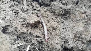 Farmer researching deep rooting earthworms. Results from min till and no farm yard manure.