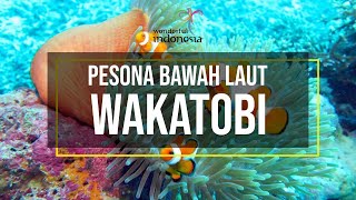 Surga Laut Wakatobi, Sulawesi Tenggara