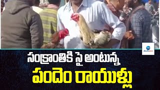 Preparations started for Sankranti Celabrations | సంక్రాంతికి సై అంటున్న పందెం రాయుళ్లు | ZEE