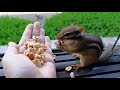 I have a new chipmunk friend