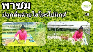 พาชม ปลูกคื่นฉ่ายไฮโดรโปนิกส์