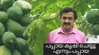 പപ്പായ കൃഷി എങ്ങനെ ആധായകരമാക്കാം |cultivation of papaya | papaya