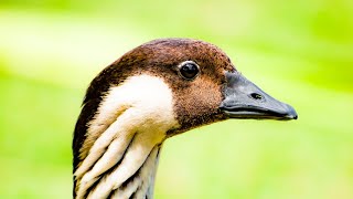 The Nene Geese of The Maui Tropical Plantation - Waikapu, Hawaii