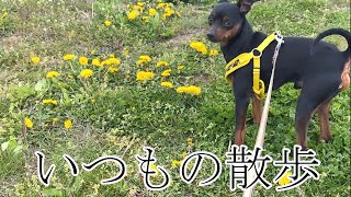 ジロといつもの散歩【ミニピン】