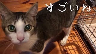 投げた玉をくわえて来る犬みたいな猫