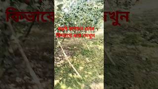 বড়ই বাগানে চোর #online #viralvideo #short video #