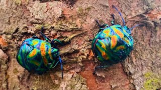 Poecilocoris splendidulus 보석같은 큰광대노린재 shield-backed bug