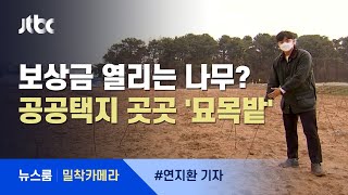 [밀착카메라] 보상금 열리는 나무?…공공택지, 농심 파괴 '묘목밭' / JTBC 뉴스룸