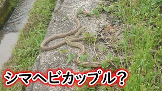 春のヘビ探し強化月間！②