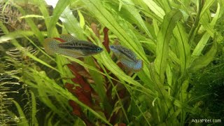 Гурами карликовый искрящийся ( Sparkling gourami trichopsis pumilos)