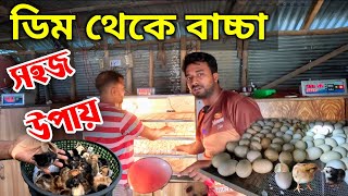 মুরগির ডিম থেকে বাচ্চা ফোটানোর পদ্ধতি ।। দেশি মুরগির বাচ্চা কোথায় পাওয়া যায় ।। মায়া বাংলা BD