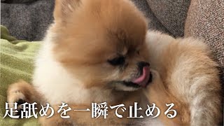 [ポメラニアン犬]足舐めを一瞬でやめさせる #Shorts