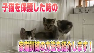 ちゅー猫式野良猫の子猫ちゃんを保護した時の家猫訓練の仕方【kittens】