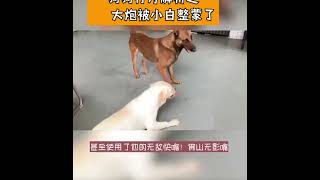 狗狗行为分析—大炮被小白整蒙了