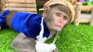 Baby Monkey Bim Bim drinks rainbow milk tea and takes care of the farm | Baby Monkey Animal
