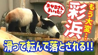 かわいい彩浜🐼🌈お外で遊ぶも滑って転んで落ちまくり❕良浜🐼🌹お母さんにも落とされる❕ジャイアントパンダ アドベンチャーワールド ぱんだふる動画 AnimalVideo  Giantpanda