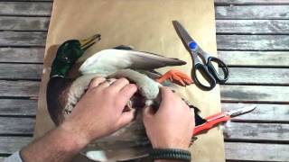 DIY Skinning a duck for taxidermy and dinner