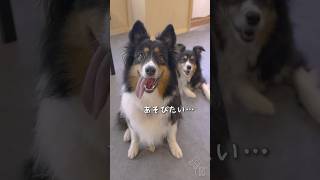 静かに目で訴えてくる愛犬たち👀👀 #オーストラリアンシェパード #ボーダーコリー