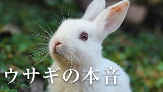 [動物通訳]うさぎちゃんの体調を心配する飼い主さんとのセッション(No.313)