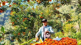 Plucking orange at my farm || Exploring Villages