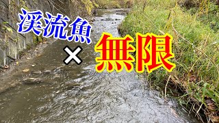 渓流魚が無限に生息する河川が楽しすぎた【ガサガサ】