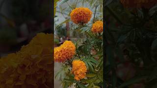 #marigold#beautiful#flowers #gardening