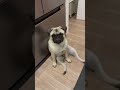 おっちゃん眠そうやね shorts＃パグ pug＃子犬