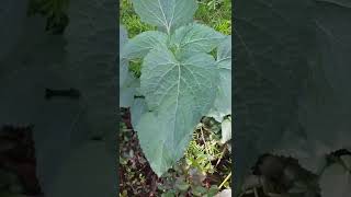 Identify This Weed  :  This Is Salvia Glutinosa  Commonly Known As Jupiter's Distress