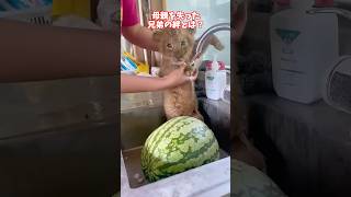 母親を失った兄弟の絆とは？#shorts #動物