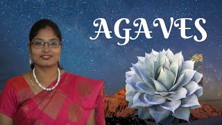 #Shemasundar #Agavevarieties #agave   #cactuscollection #cactus #cactusnurseryincoimbatore#agaves