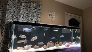 125 gallon Lake Malawi cichlid Tank with a diy sump! Get your fish at feistyfishes.com