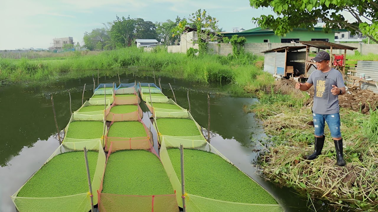 How To Start And Be Successful In Azolla Farming Using The Modern ...