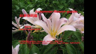 妖艶な女神？！A bewitching goddess? !　夏水仙（なつずいせん）Lycoris squamigera　　季節の花　日本花図鑑　Japanese flower guide