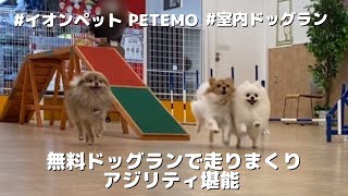 【無料室内ドッグラン】イオンペット PETEMO|走りまくりのアジリティ堪能 Vlog|ポメラニアン パピヨン