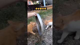😂funny animal videos that i found for you #43😂