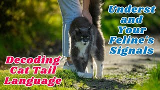 Decoding Cat Tail Language: Understand Your Feline's Signals