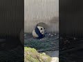 大熊猫泰山吃播。panda taishan eating. panda animals 大熊猫 panda taishan panda eating 大熊猫泰山 cute panda