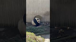 大熊猫泰山吃播。panda taishan eating.#panda #animals #大熊猫 #panda taishan#panda Eating #大熊猫泰山#cute panda