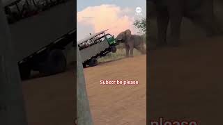 Elephant charges safari truck filled with tourists in South Africa#shortvideo